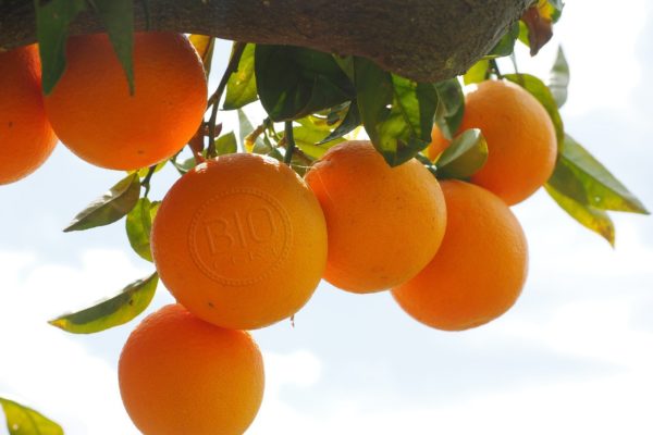 oranges1